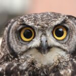 ふくろうが縁起悪いとされる理由|中国やアメリカなど海外での意味